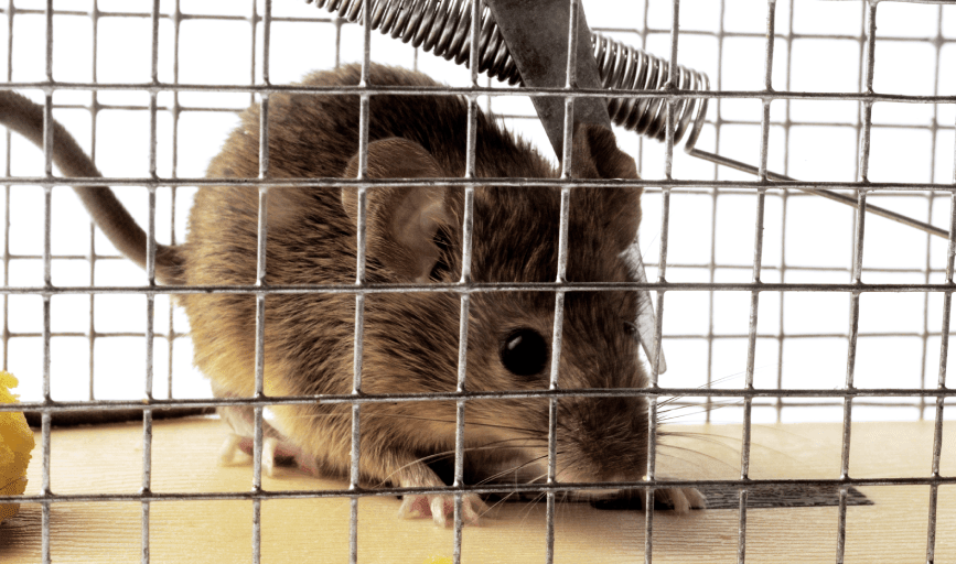 Rodent Control